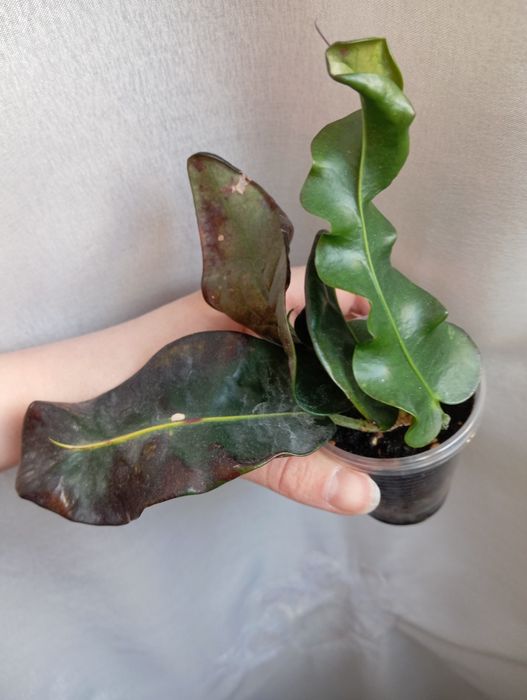 Укорененный черенок кротона