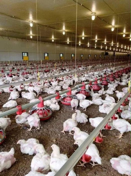 Vand pui albi si rasa mixta