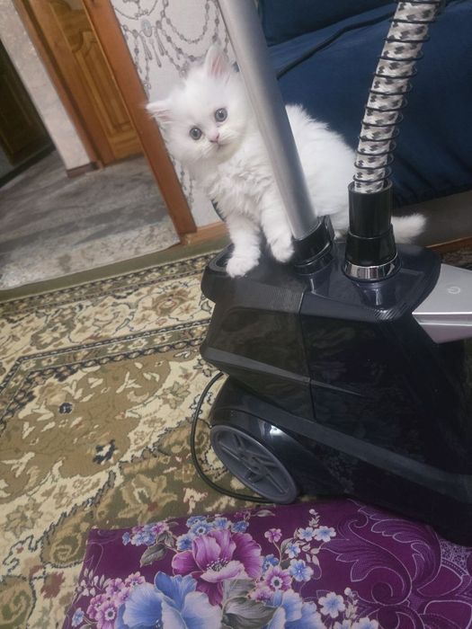 Продаются невские ангорки