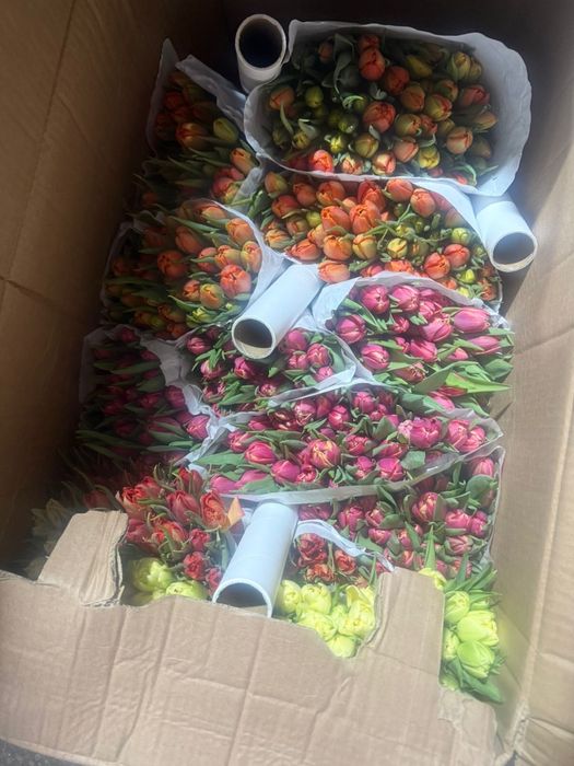 Тюльпаны голладские