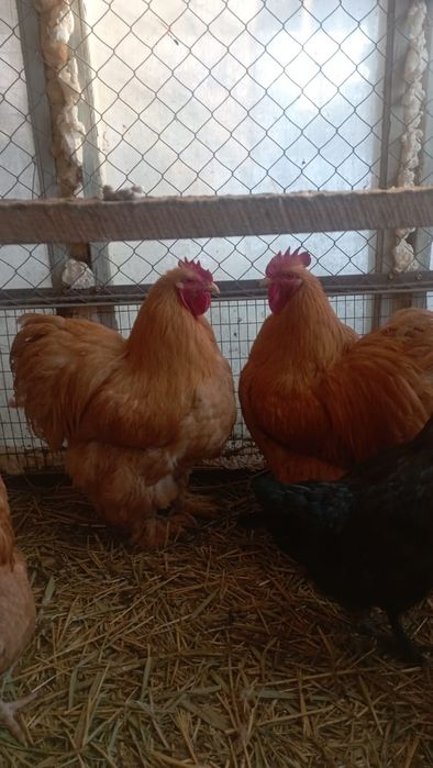 Кохинхин палевых.