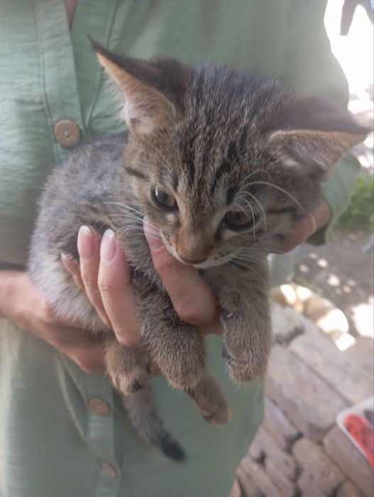 Котёнок даром в добрые руки