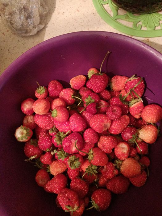 Продам рассаду клубники