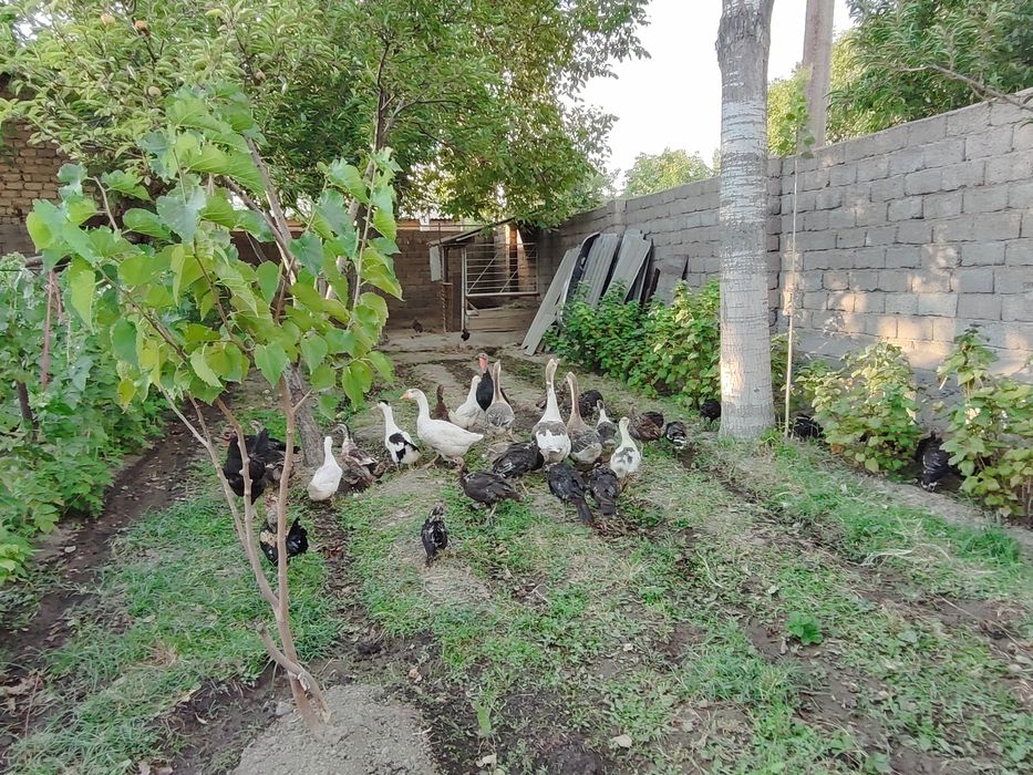 Курка жужалари сотилади