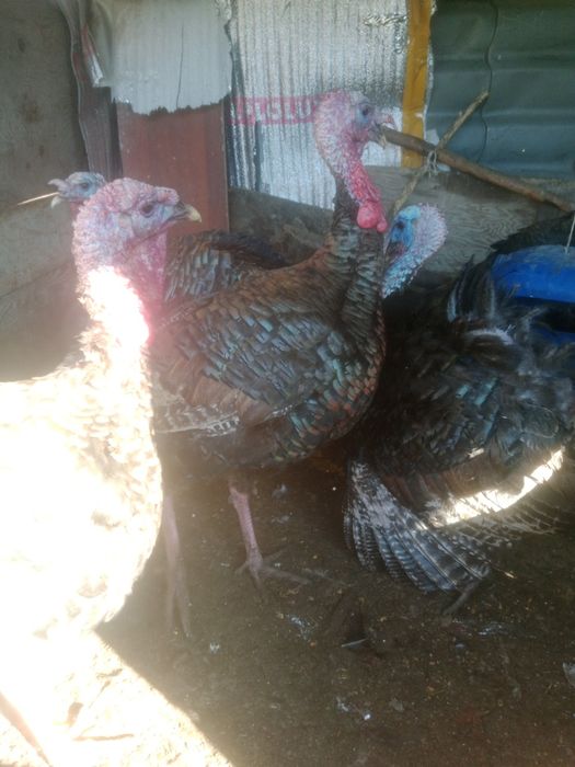 Индюков гибрид продам