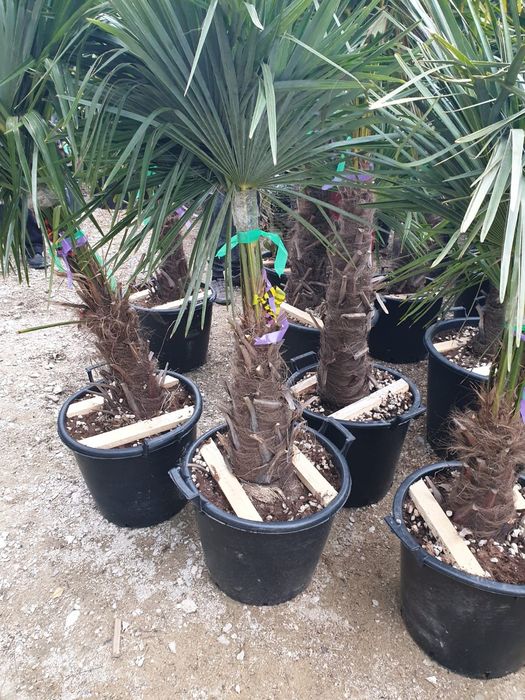 Pon pon, spirala, tuia, brazi, copaci ornamentali