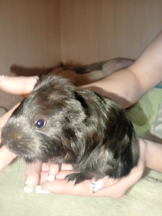 Продам морскую свинку