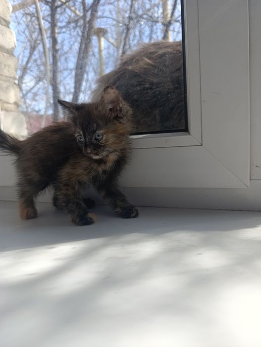 Котята девочки в добрые руки