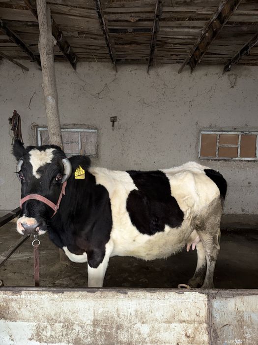 Mol sotiladi ona bacha