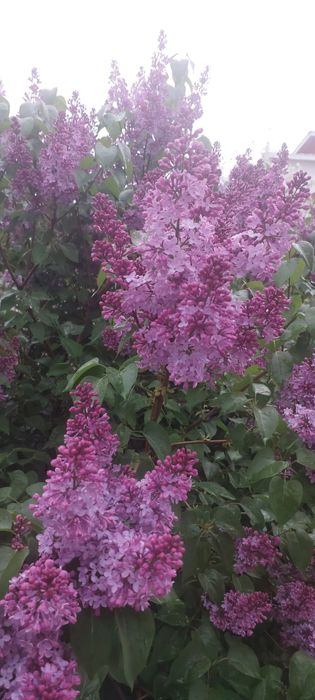 Сирень,ветки,букет