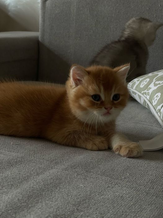 Продается котенок шиншилла