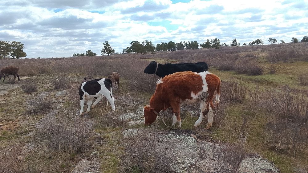 Продам коров тёлку и телёнка