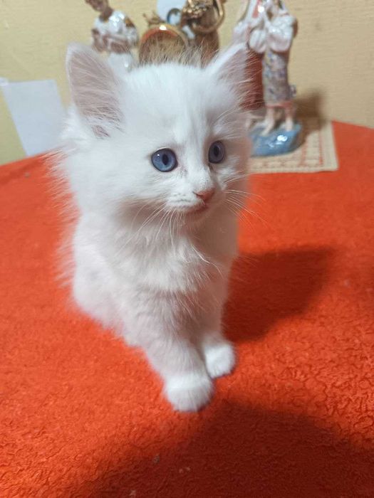 Сибирские котята