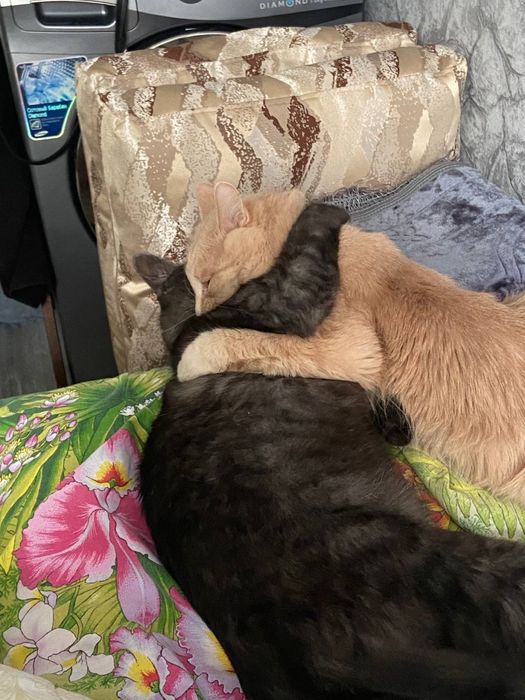 Отдам котят в добрые руки