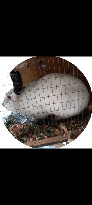 продам Калифорния США