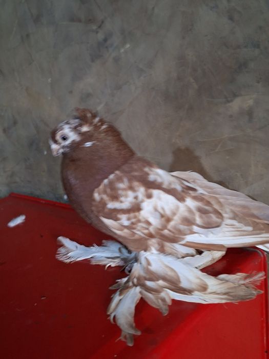 Голуби голуби голуби