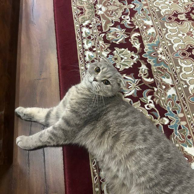 Sotiladi: Scottish Fold zotli mushuk va mushukcha