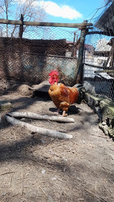 Cocoș gât golași