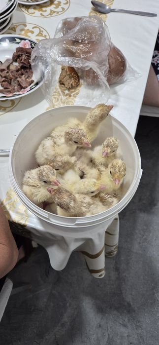 Цыплята суточные