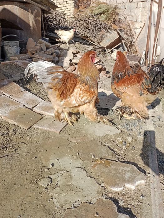 Brama zotli nasli tozza xorozlar sotiladi
