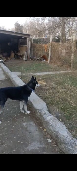 Хаскииииииииииииииттттт