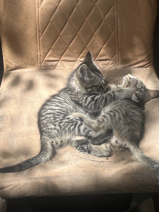 Котятя