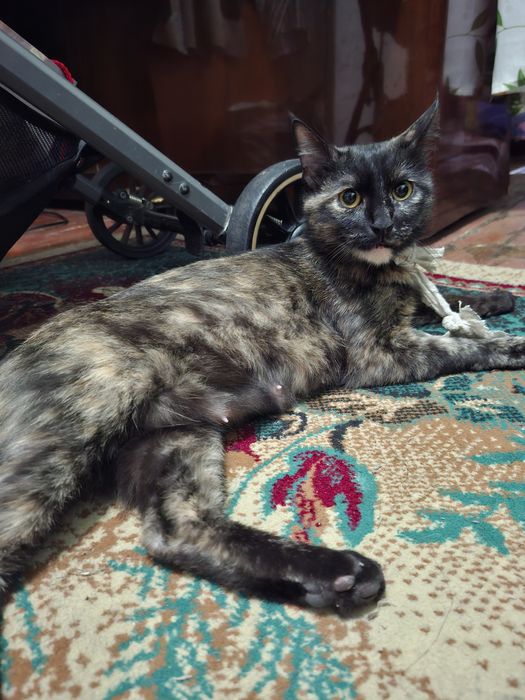 Кошечка стерилизована