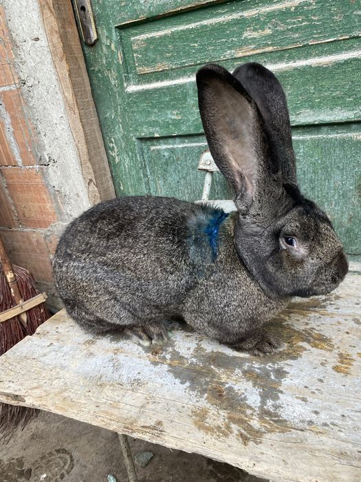 Pereche Uriaș German