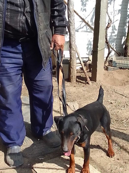 Мъжко ловно куче Ягдтериер