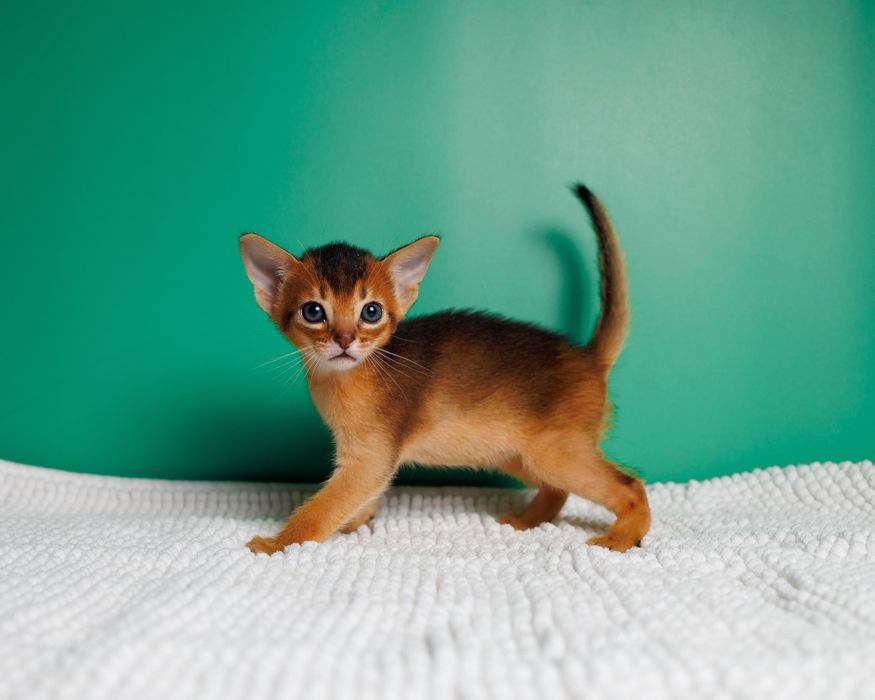 Элитные абиссинские котята