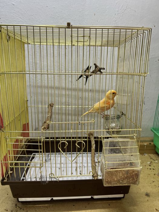 Конорейки поющие