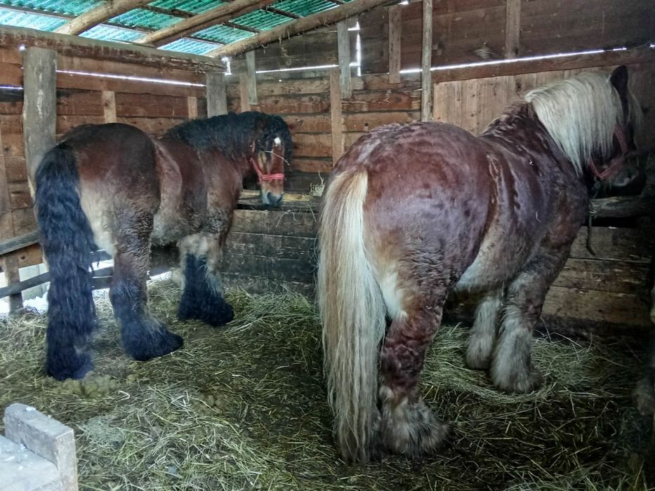 Armăsar Belgian de vânzare