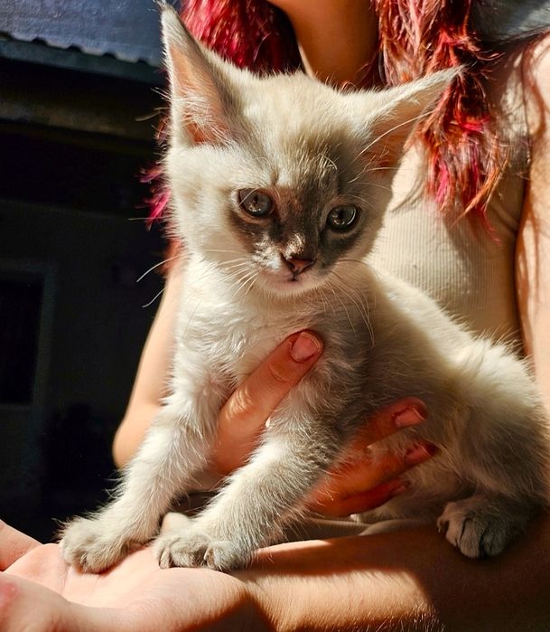 Котёнок в добрые руки