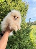 Продавам мъжко померанче