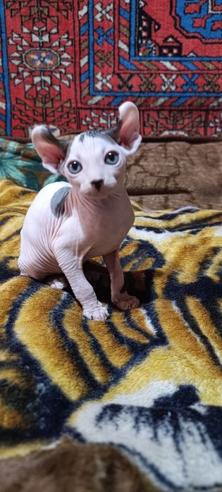 Сфинкс эльф котята