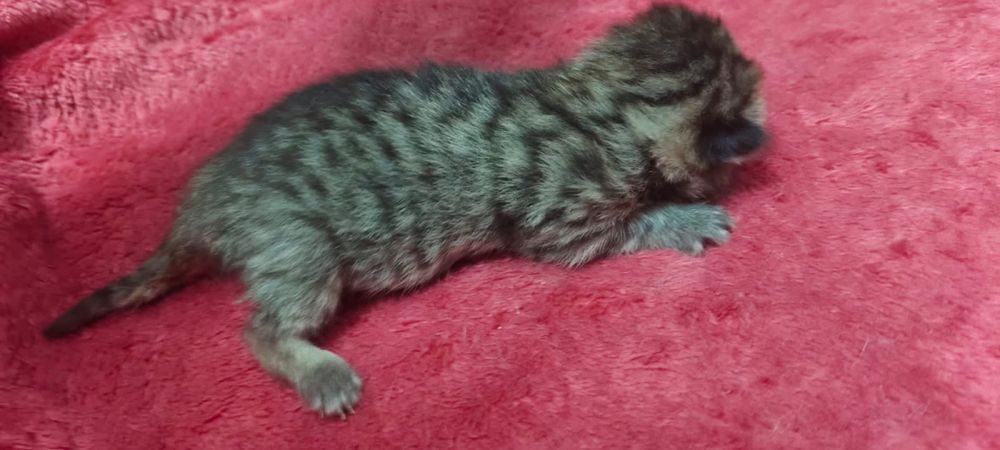 Вязка. Опытный Шотландский кот.