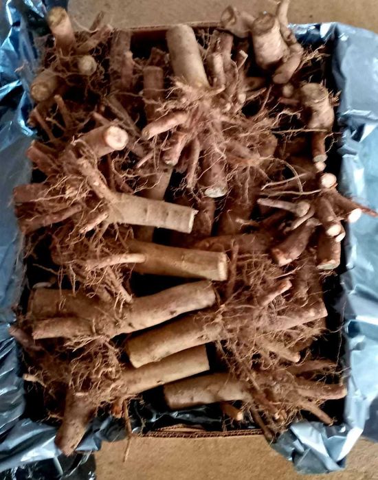 Пауловния БГ ООД   фиданки Shan Tong – промо пакети и коренови резници