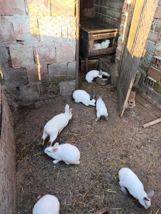 Зайци за продан- мъжки и женски