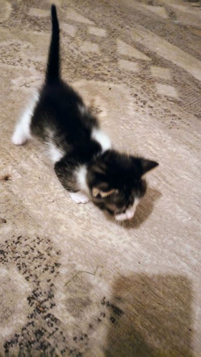 Pui de pisica de 1 luna