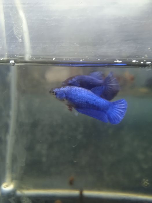 Петушки в аквасалоне нептун