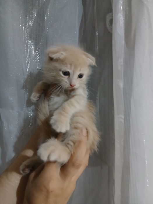 Продаётся шотландский страйт
