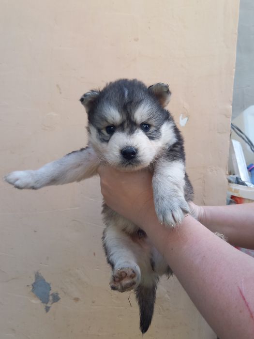 Щенки в добрые руки