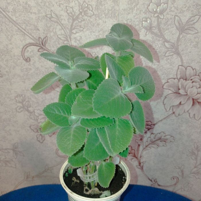 Продам комнатные растения