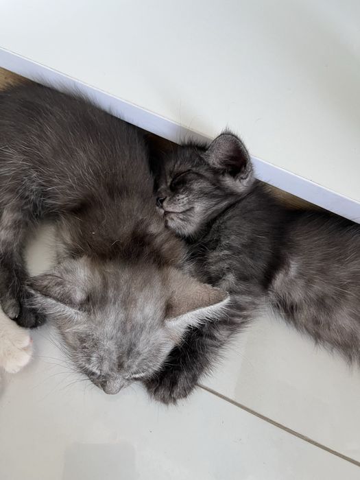 Британские котята в добрые руки