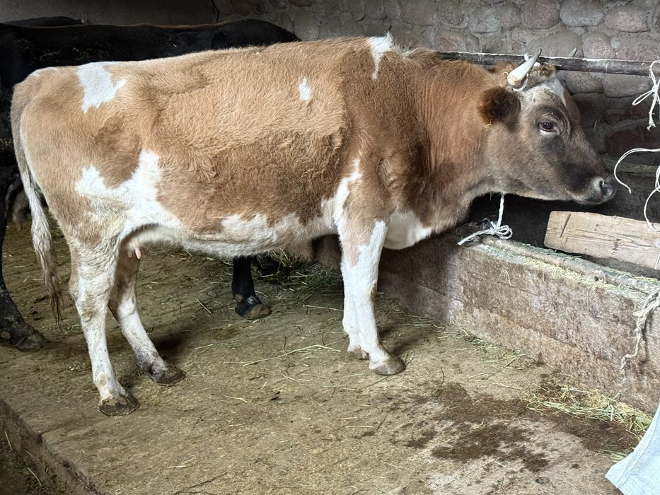 продам коров молочных