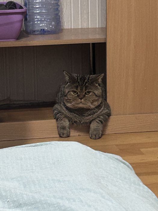 Ищем кошку на вязку