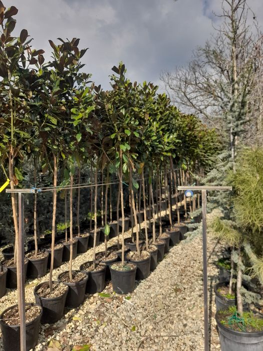 Magnolia  Plante ornamentale  Copaci Mesteacăn