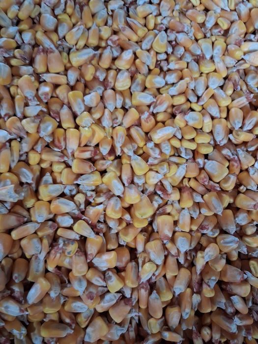 Porumb boabe   si grau