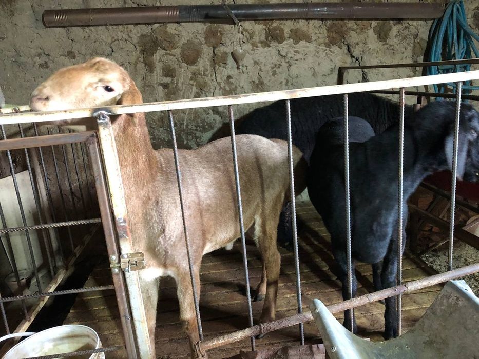 Samarqand juma Qoʻchr sotiladi toza sogʻlom