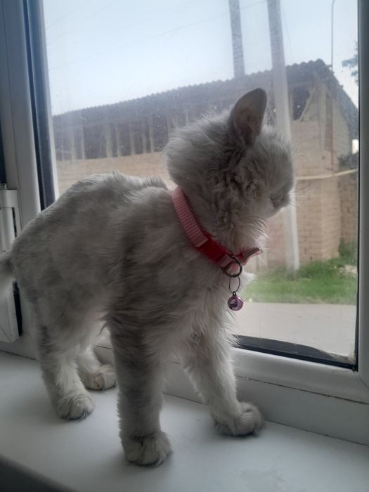 Sirbirsniy shinshila tozasiz